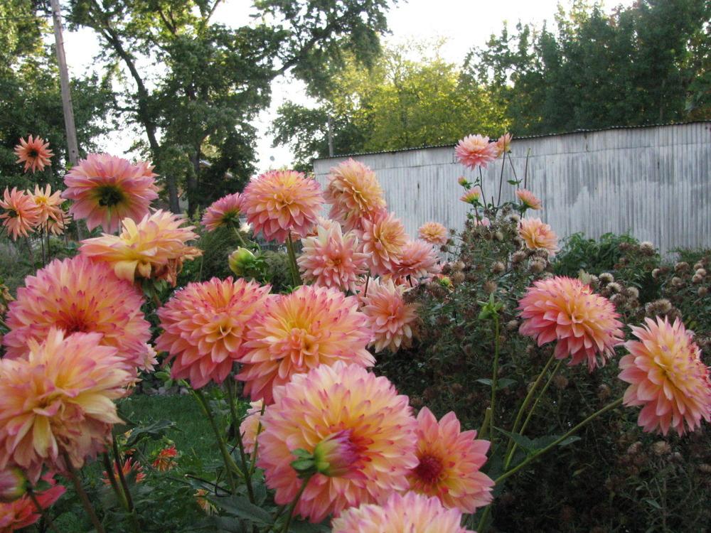 September Morn Dahlia