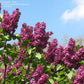Congo French Lilac lilac plant online shopping