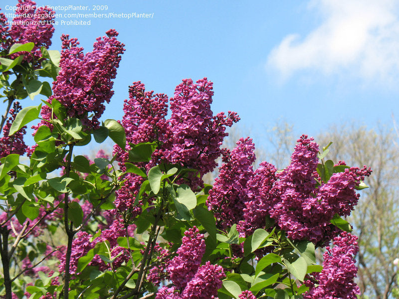 Congo French Lilac lilac plant online shopping