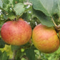Ribston Pippin Heirloom Apple 