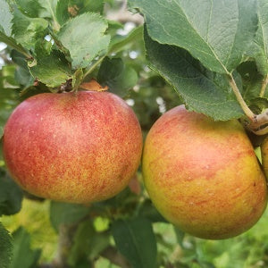 Ribston Pippin Heirloom Apple 