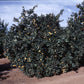 Lima Acidless Sweet Orange Budwood citrus plant material online shopping