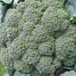 Waltham 29 Organic