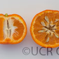 Bower Mandarin Budwood citrus plant material online shopping