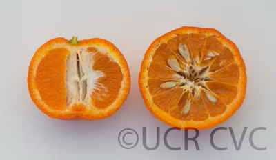 Bower Mandarin Budwood citrus plant material online shopping