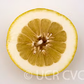 Yuma Ponderosa Lemon Pummelo Hybrid Budwood citrus plant material online shopping