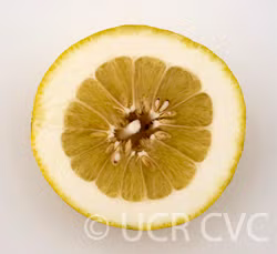 Yuma Ponderosa Lemon Pummelo Hybrid Budwood citrus plant material online shopping