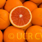 Cara Cara Pigmented Navel Orange Budwood citrus plant material online shopping