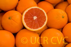 Cara Cara Pigmented Navel Orange Budwood citrus plant material online shopping