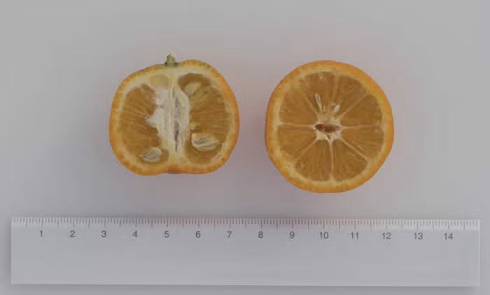 Chinotto Sour Orange Budwood citrus plant material online shopping