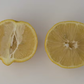 Marrakech Limonette Limetta Budwood citrus plant material online shopping