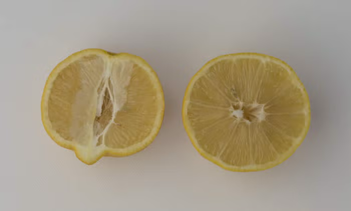 Marrakech Limonette Limetta Budwood citrus plant material online shopping