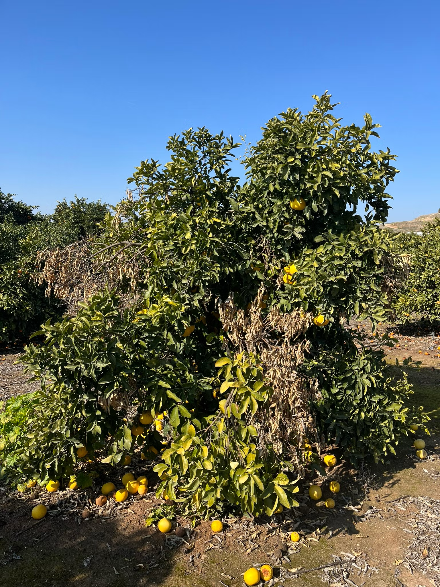 US Seedless Surprise USDA 1-77-19 Tangelo Mandarin Budwood citrus plant material online shopping