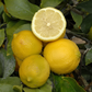 Taylor Eureka Lemon Budwood citrus plant material online shopping