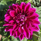 Boogie Nites Dahlia Plants online shopping