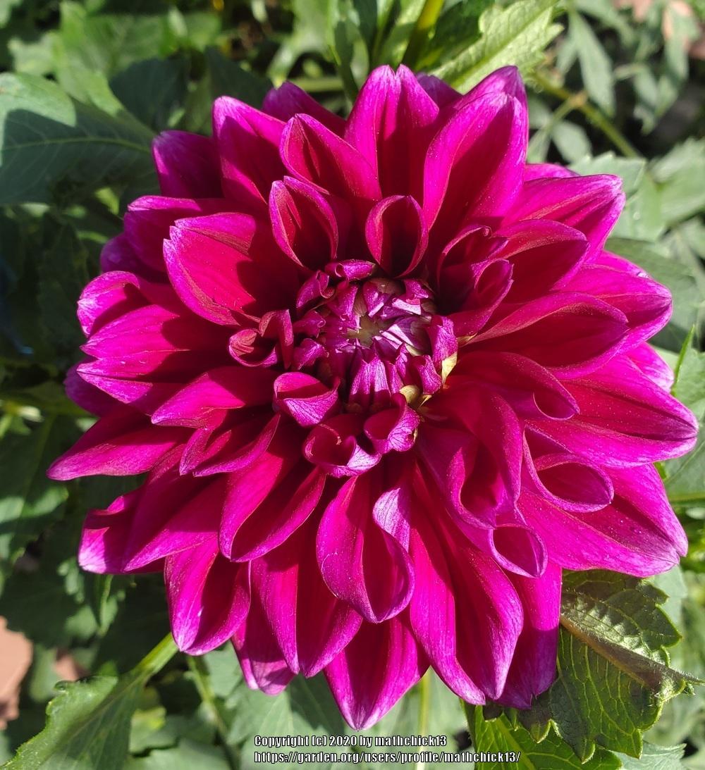 Boogie Nites Dahlia Plants online shopping
