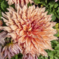 Sherwood’s Peach Dahlia
