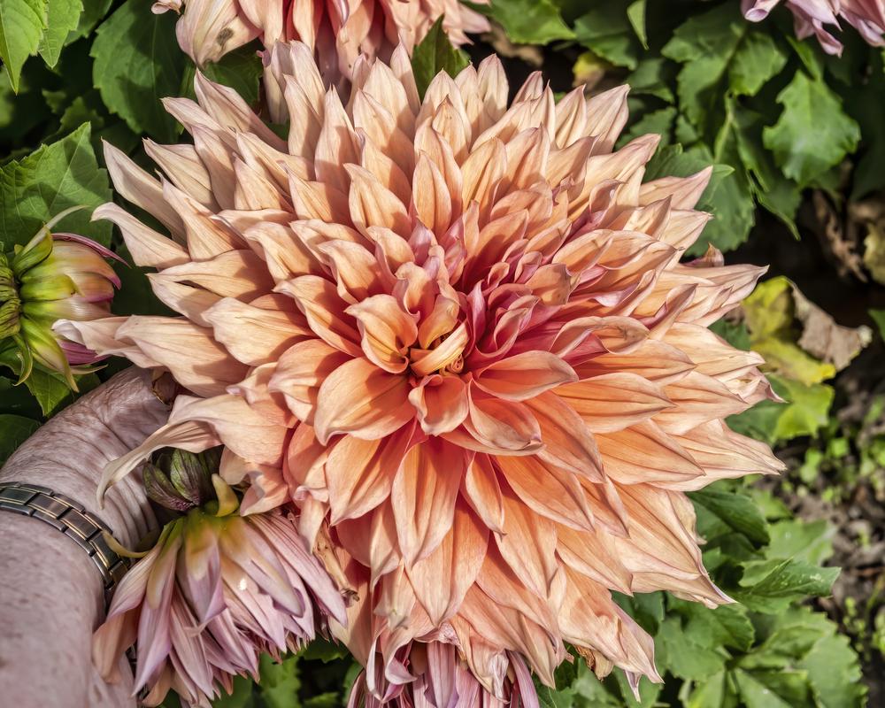 Sherwood’s Peach Dahlia