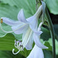 Earthquake Hosta Plants online shopping