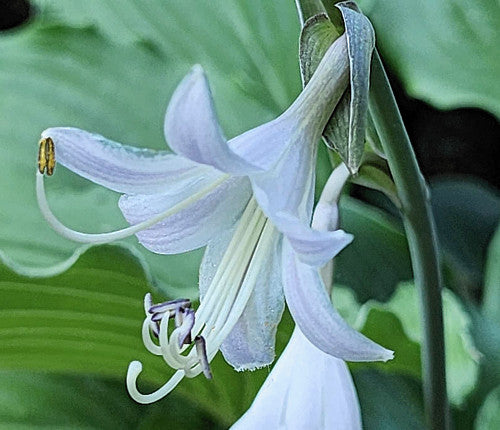Earthquake Hosta Plants online shopping