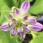Sun Mouse Hosta Plants online shopping