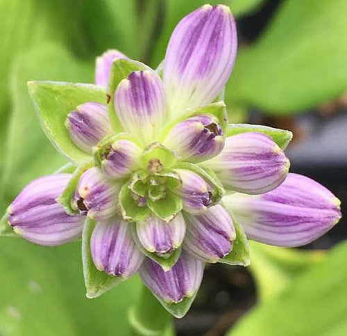 Sun Mouse Hosta Plants online shopping
