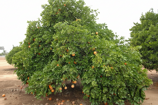 Rio Red Grapefruit Budwood citrus plant material online shopping