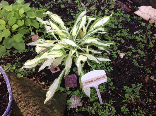 Shiro Kabitan Hosta