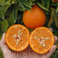 Fina Sodea Clementine Budwood citrus plant material online shopping