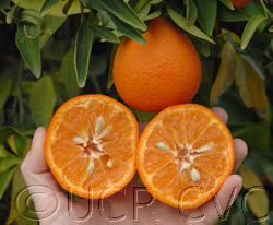 Fina Sodea Clementine Budwood citrus plant material online shopping