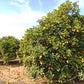 Brazilian Sour Orange Seed citrus plant material online shopping