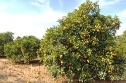 Brazilian Sour Orange Seed citrus plant material online shopping