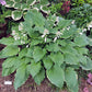 Tripple Ripple Hosta Plants online shopping