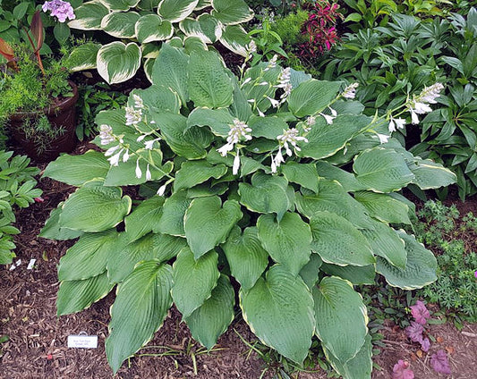 Tripple Ripple Hosta Plants online shopping