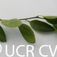 Rangpur Lime x Troyer Citrange Trifoliate Hybrid Budwood citrus plant material online shopping