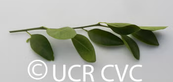Rangpur Lime x Troyer Citrange Trifoliate Hybrid Budwood citrus plant material online shopping