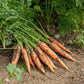 Resistafly F1 Carrot