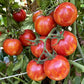 Red Zebra Tomato