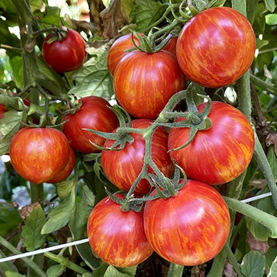 Red Zebra Tomato