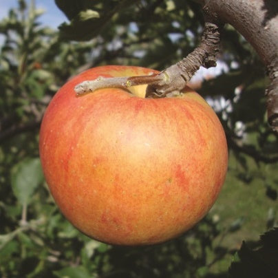 Holstein Heirloom Apple