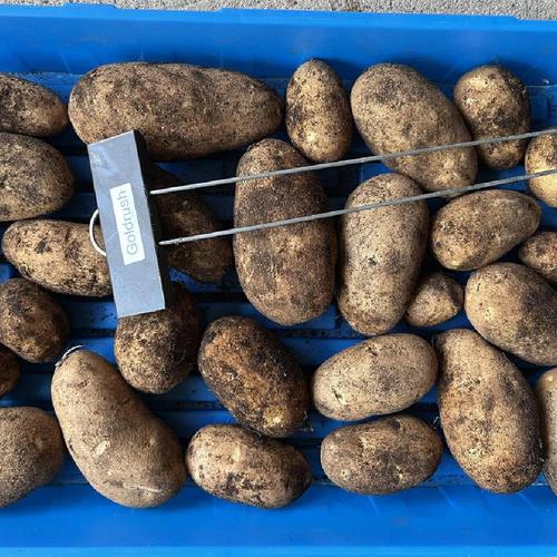 Gold Rush Potato online shopping