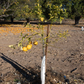 US-802 Citrumelo Trifoliate Hybrid Budwood citrus plant material online shopping