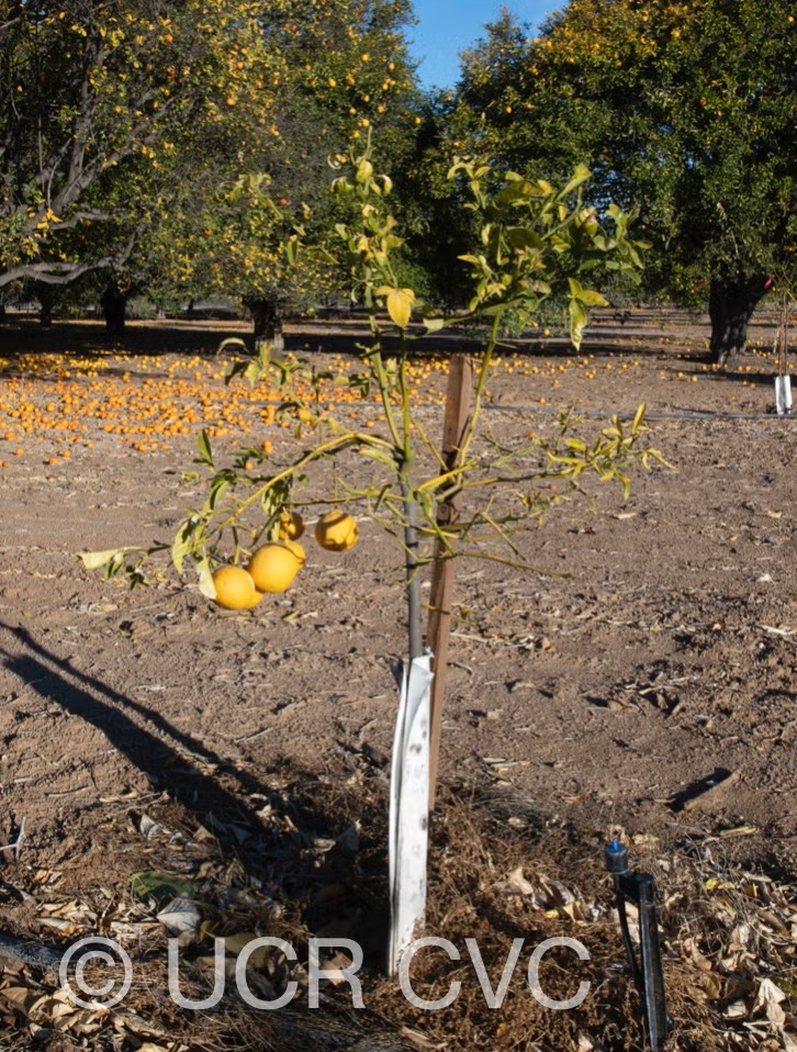 US-802 Citrumelo Trifoliate Hybrid Budwood citrus plant material online shopping