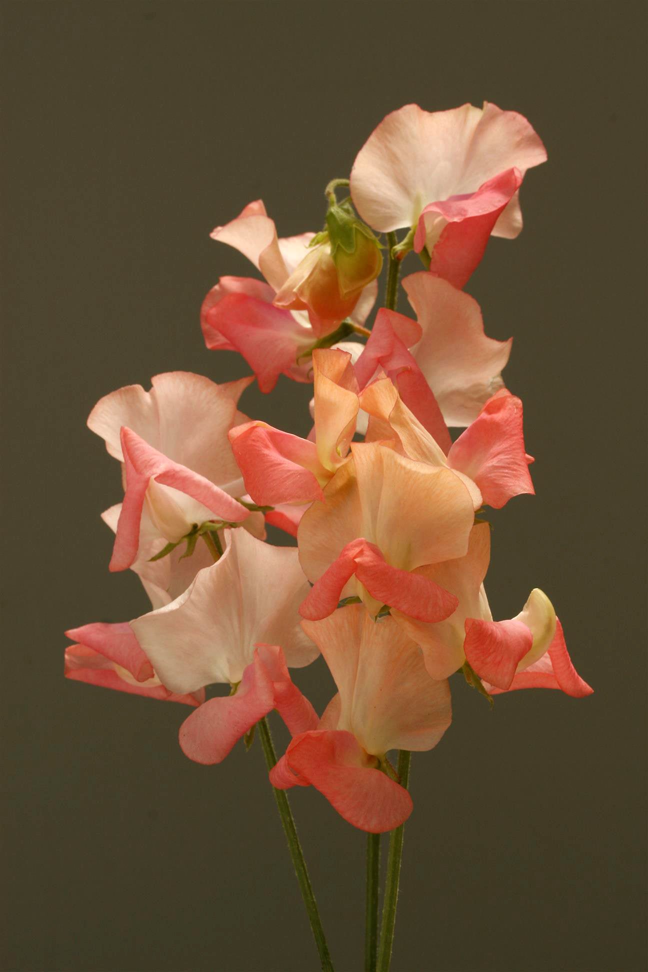 Candyfloss Sweet Pea seeds online shopping