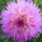 Pinelands Princess Dahlia