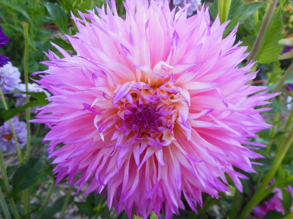 Pinelands Princess Dahlia