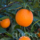 Lima Acidless Sweet Orange Budwood citrus plant material online shopping