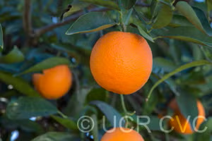 Lima Acidless Sweet Orange Budwood citrus plant material online shopping