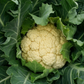 Walcheren Winter Cauliflower