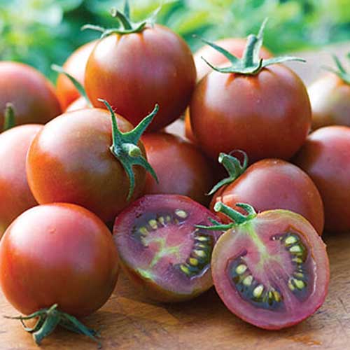 Sunchocola Cherry Tomato